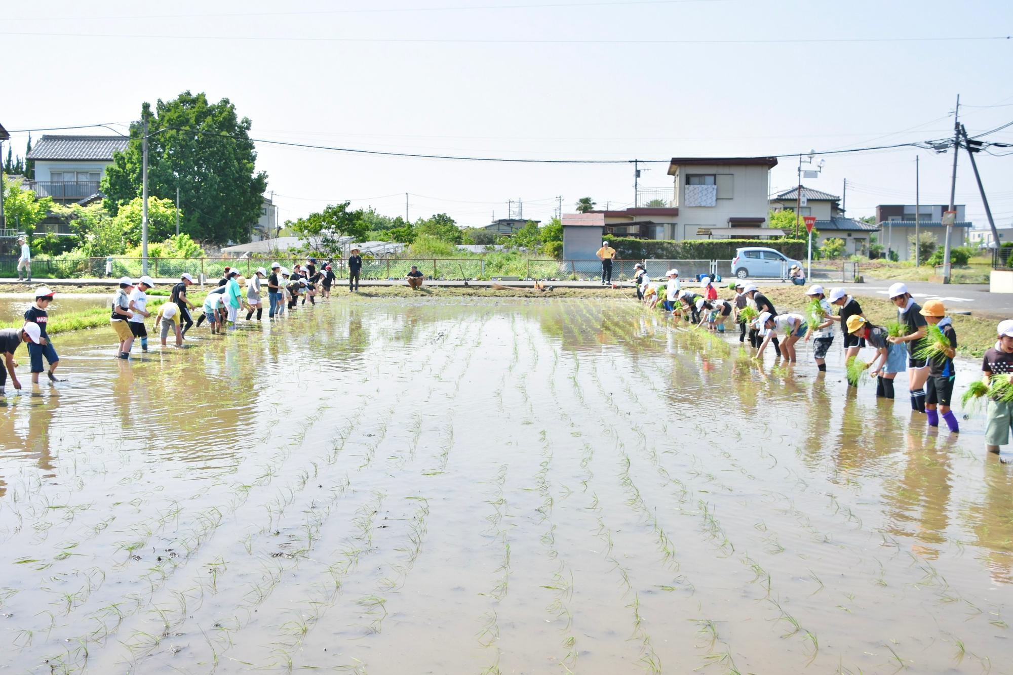 田んぼの中心から外側へ向かって2列になって田植え体験