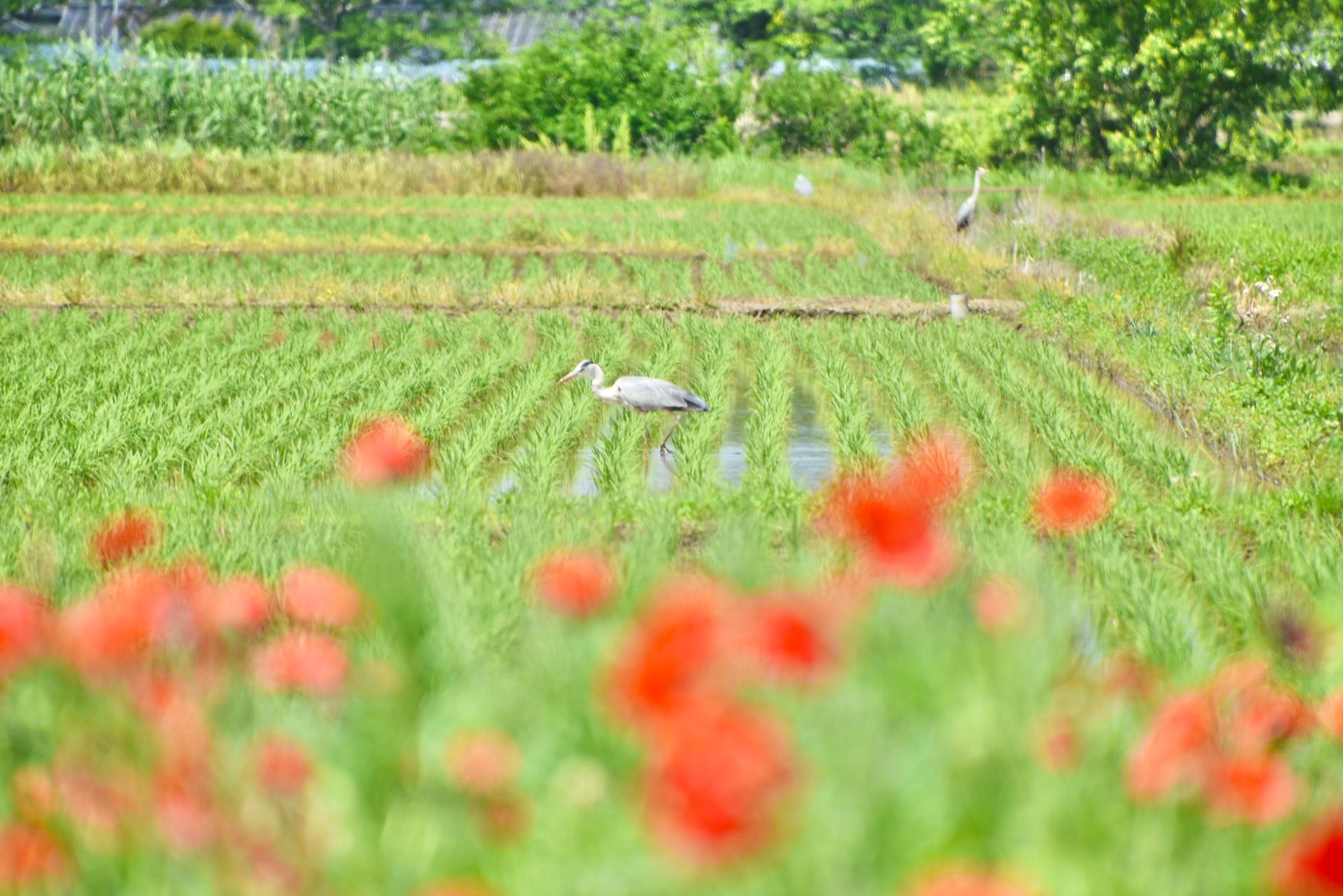 野鳥とポピー