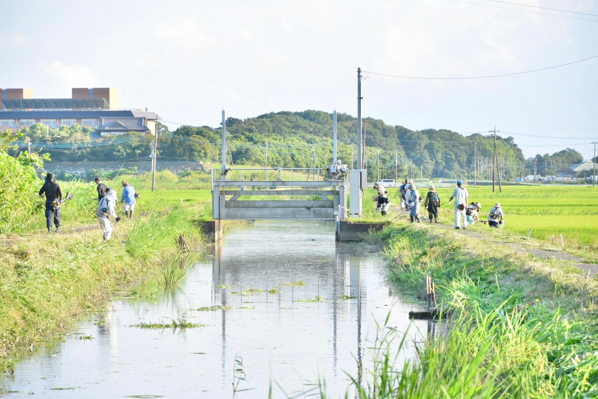 約5メートル幅の大きな用水路法面の草刈り