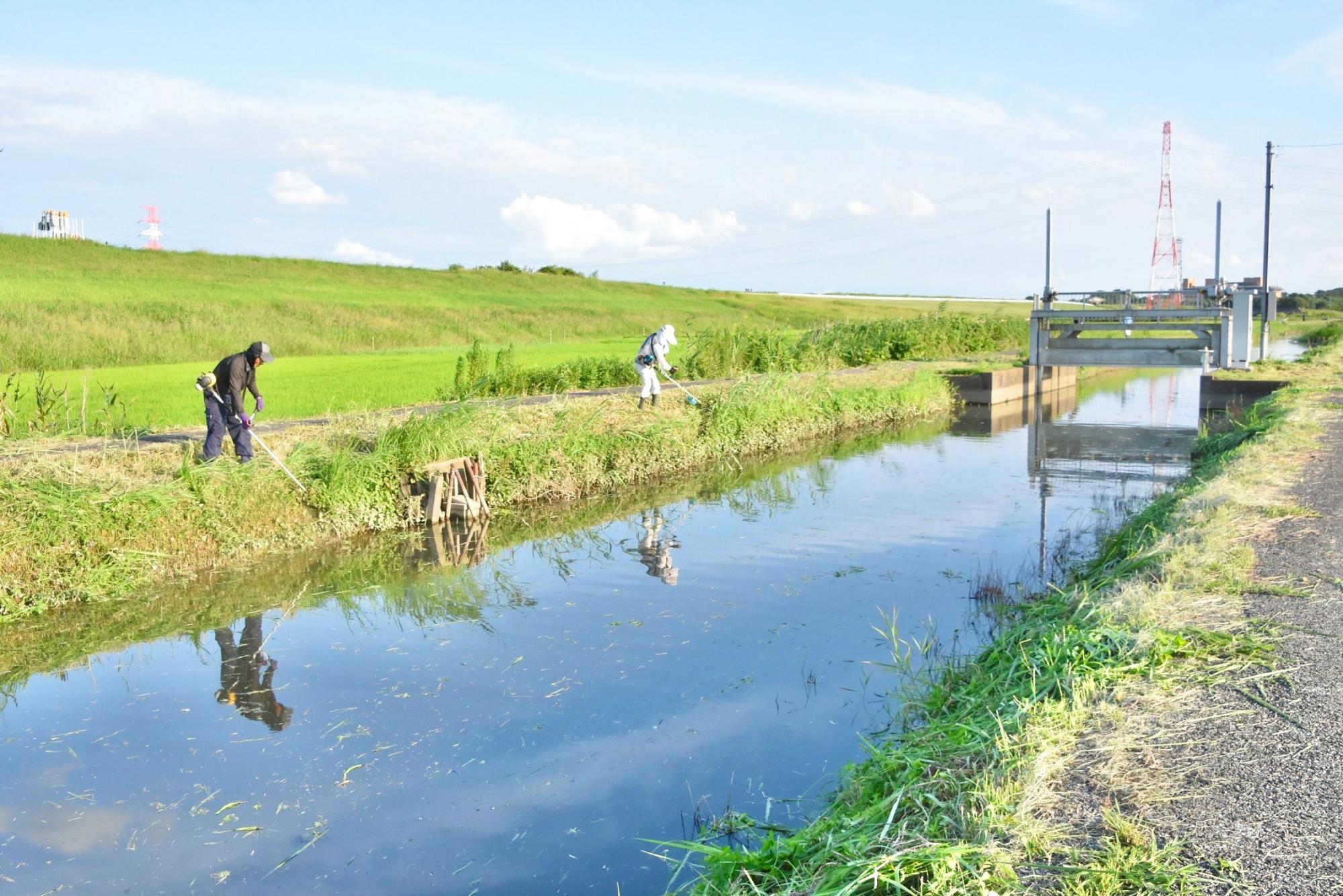 草を刈るすぐ後ろには江戸川堤防