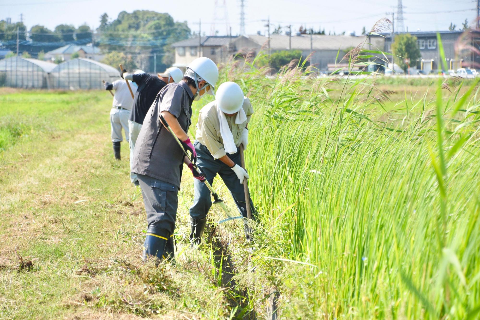 水路内の草やごみを掻き出す様子