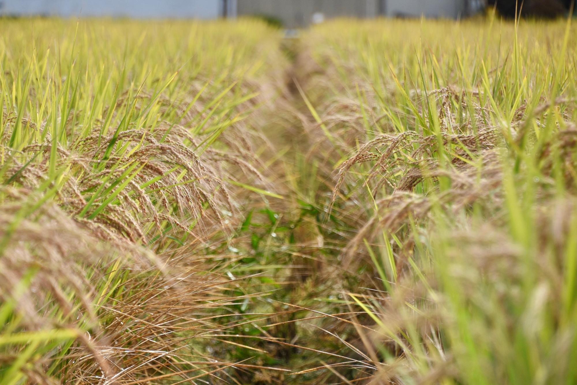 たわわに実った赤米