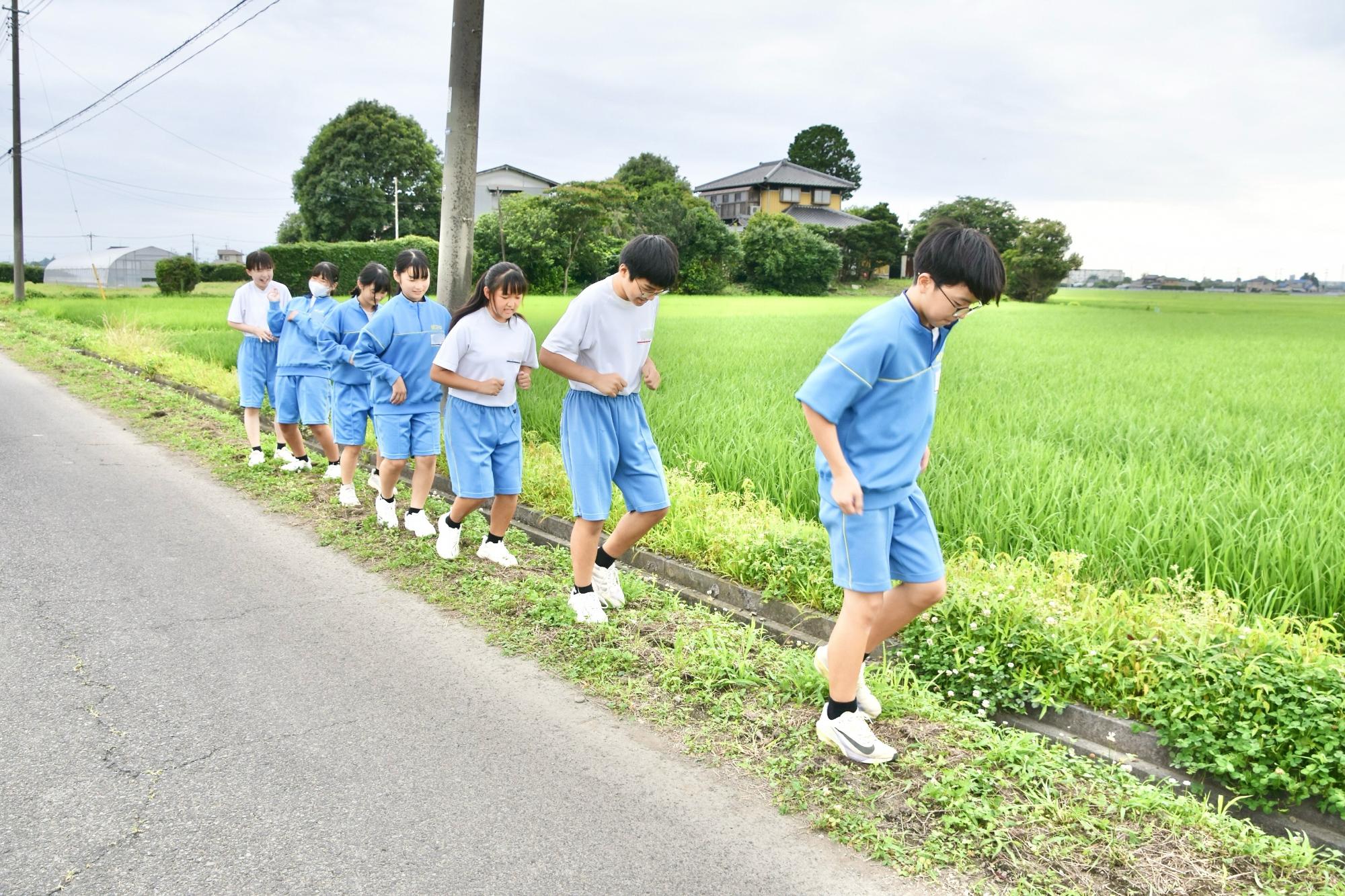 種まきをした箇所を踏む様子