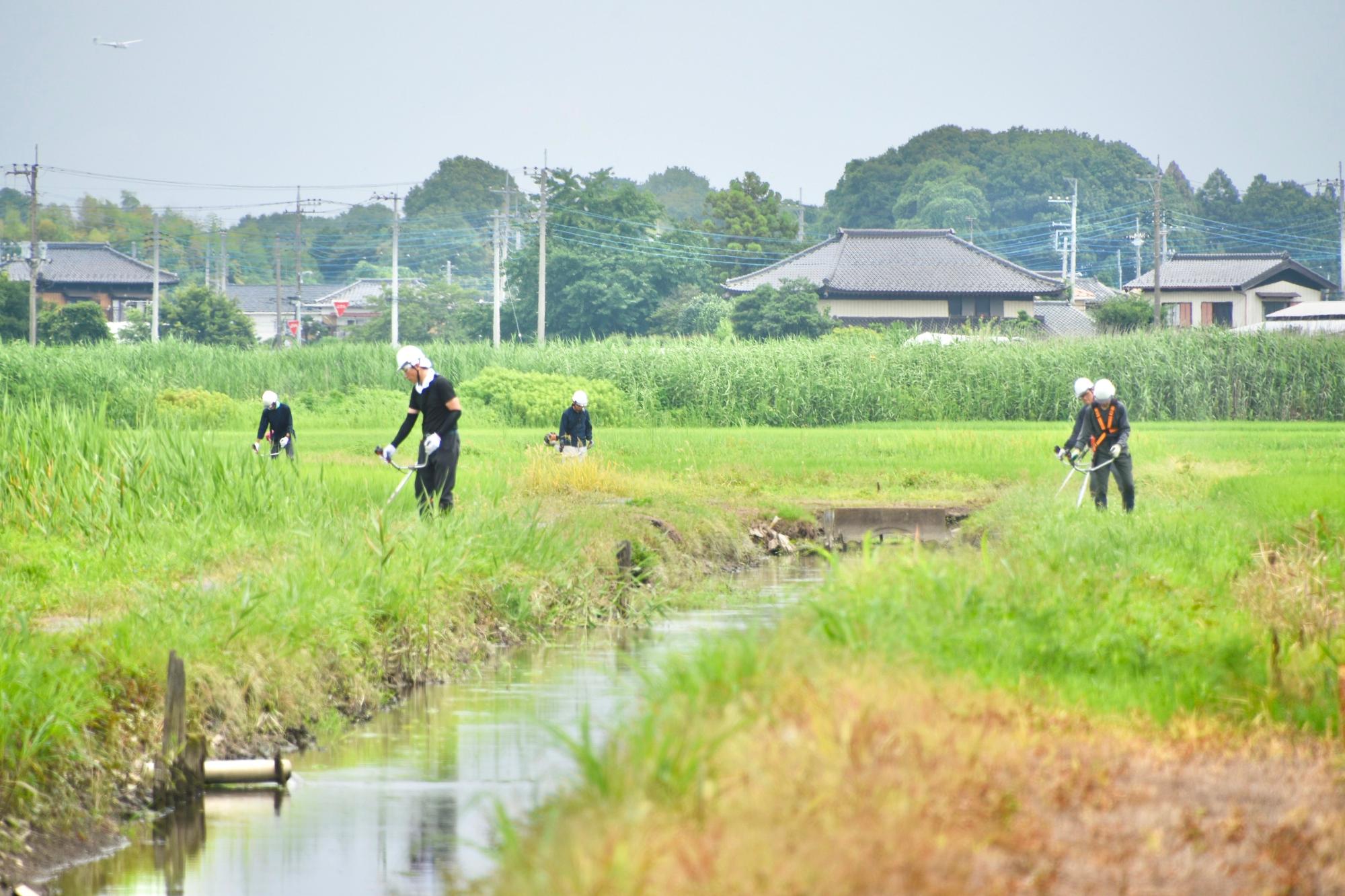 水路の法面を草刈りする様子