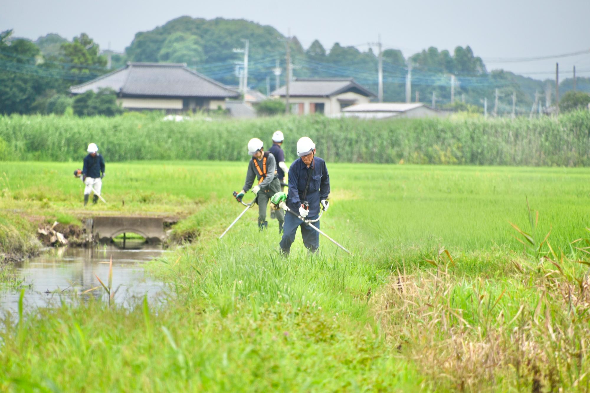 草刈り機で草刈りをする様子