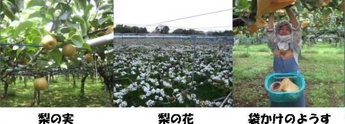梨の実と、白い梨の花、腰にかごを付け袋かけを行う生産者の写真が3枚並んでいる写真