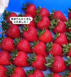 あまりんがたくさん採れました