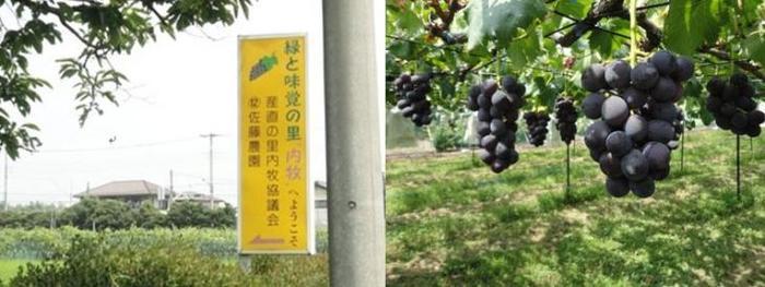 「緑と味覚の里内牧へようこそ」と書かれた看板と、たくさんのブドウが生っている農園の中を映した写真が2枚並んでいる写真