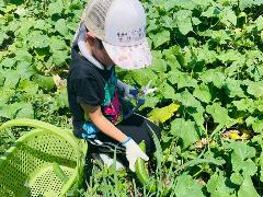 キュウリを収穫する子