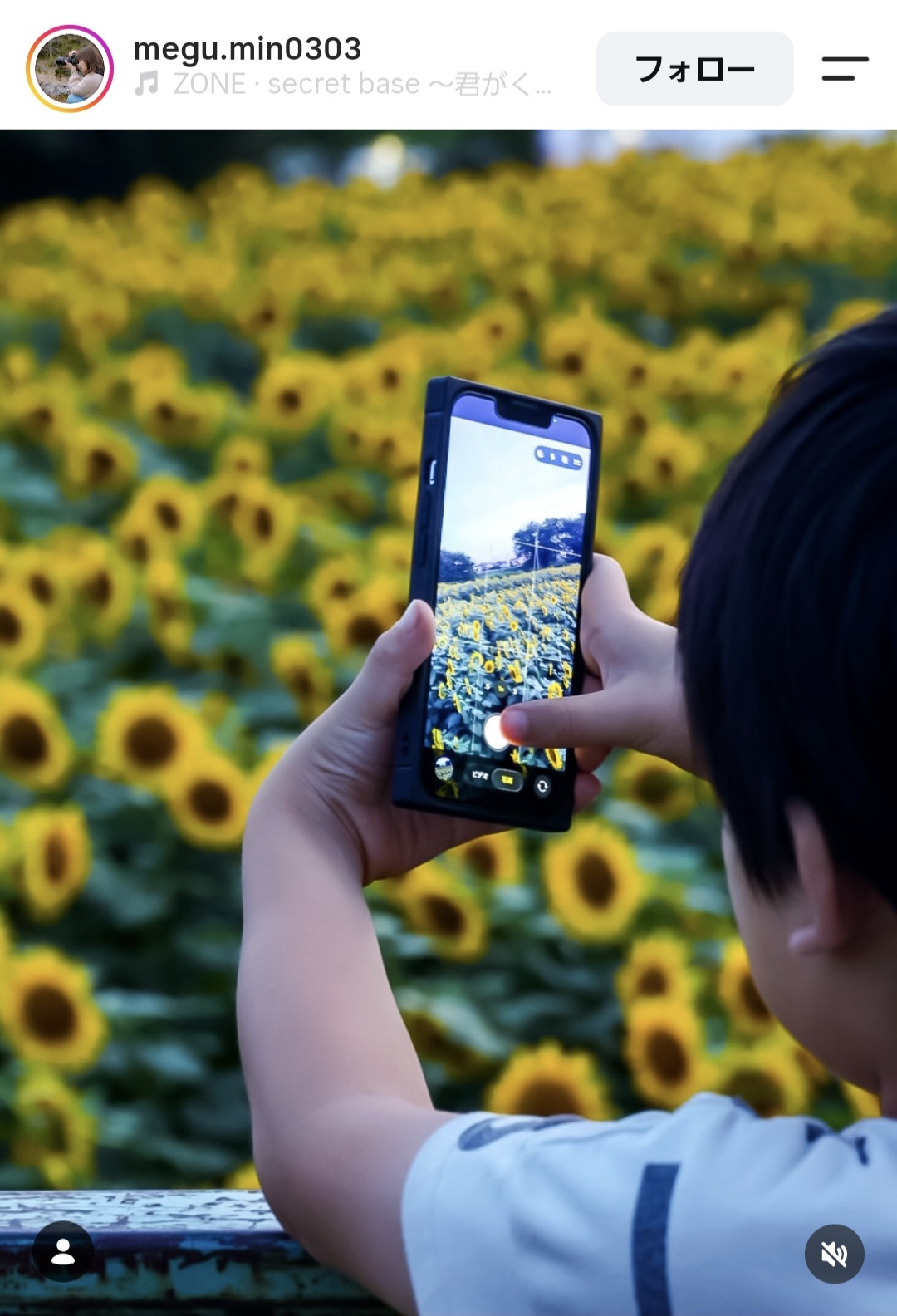 黄色のヒマワリが満開に咲く花畑の前で、男の子がスマートフォンでひまわり畑の写真を撮影している様子。