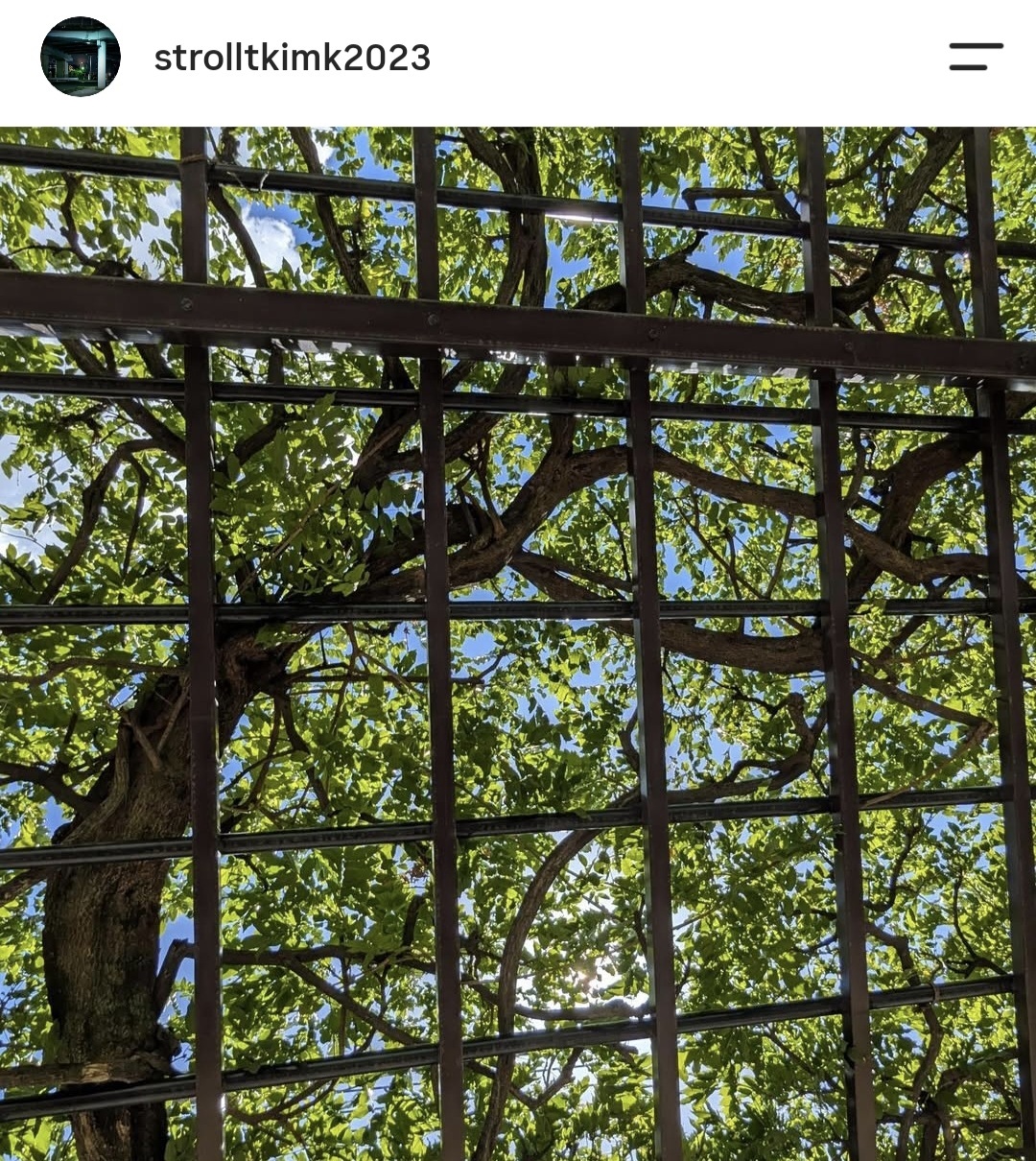 藤棚を下から見上げて撮影した写真。緑色のツタや葉、茶色の枝、空の青が鮮やかに切り取られている。