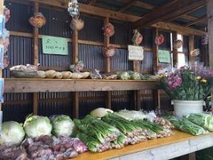 様々な種類の野菜が、棚の上にずらりと並んでいる写真