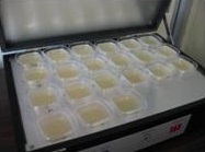 培養画像