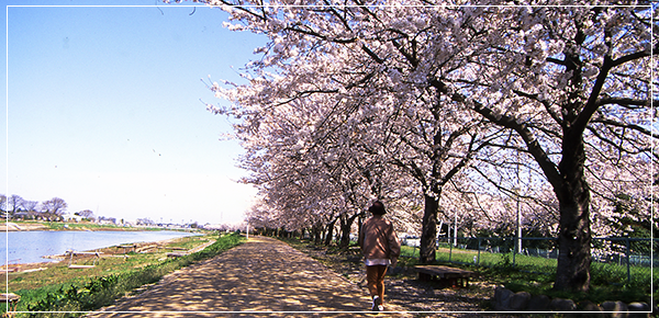 画像:桜並木の画像
