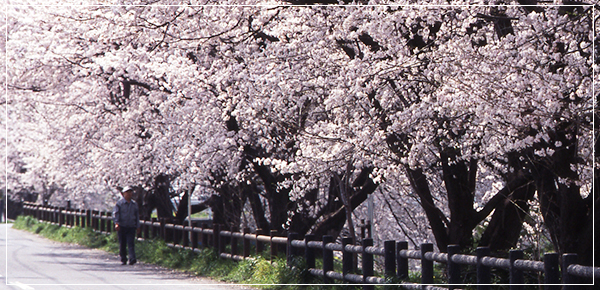 画像:古隅田川沿いの桜並木