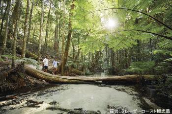 観光客たちがフレーザー島にある熱帯雨林を散策している写真。小川にかかる巨大な丸木橋を観光客たち2人が渡ろうとしている。