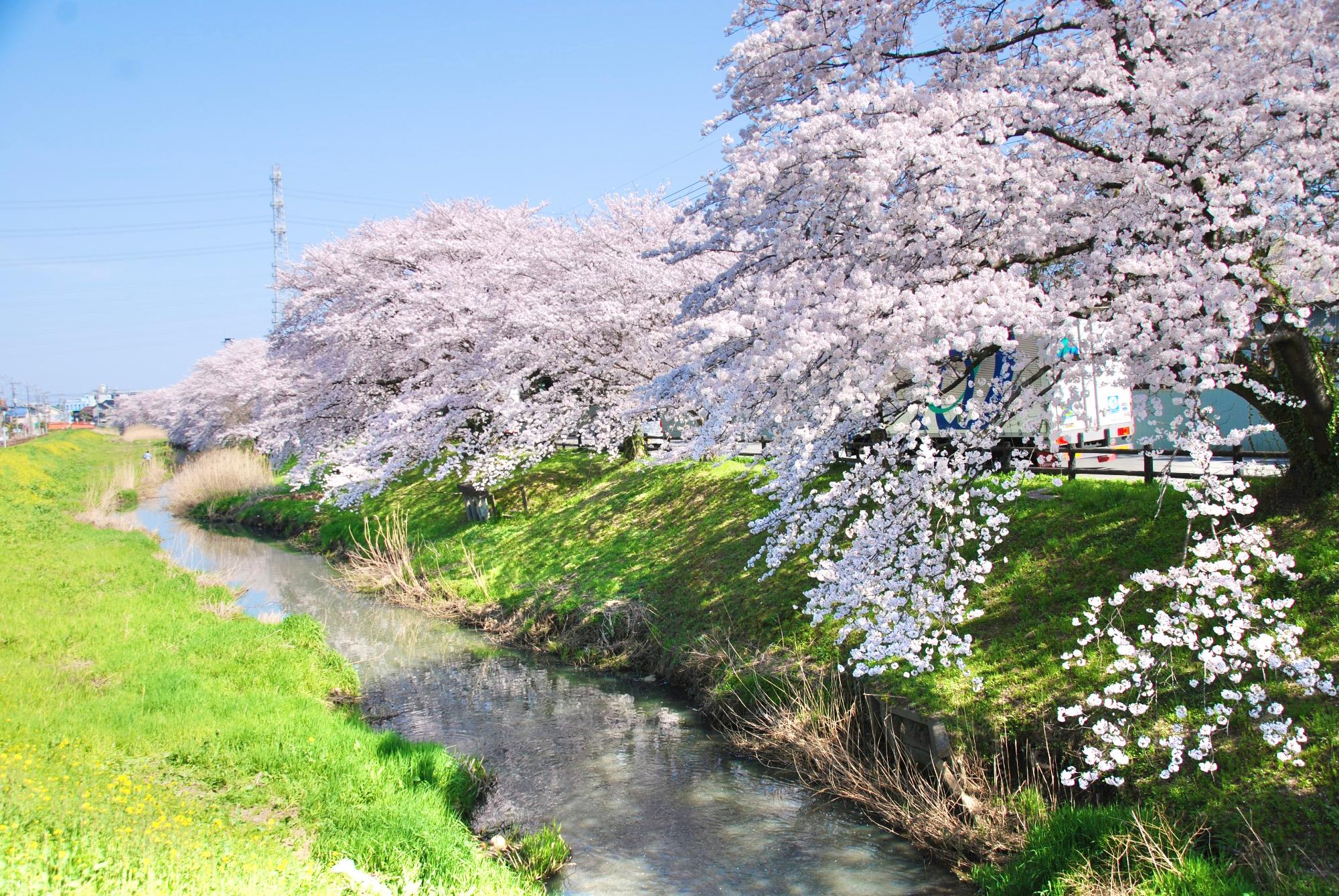 古隅田川沿い