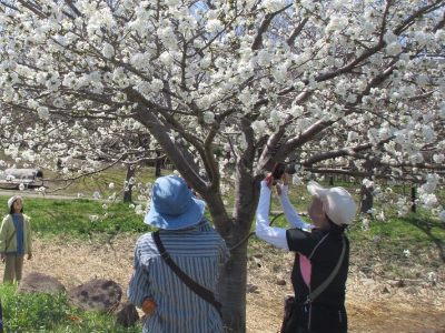 ウオーキングの途中、桜の写真を撮る参加者