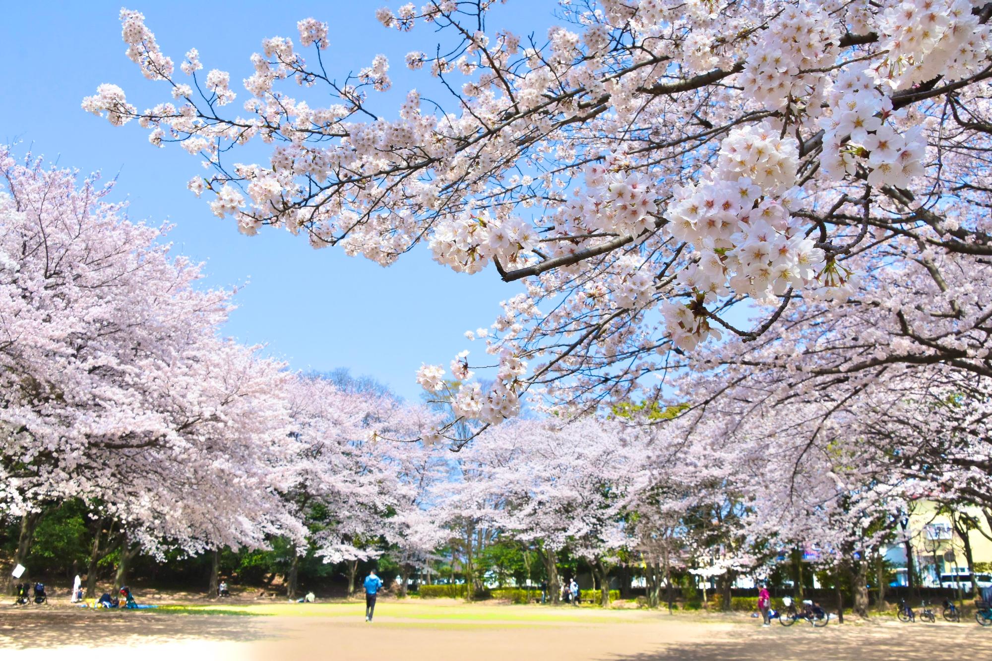 八幡公園