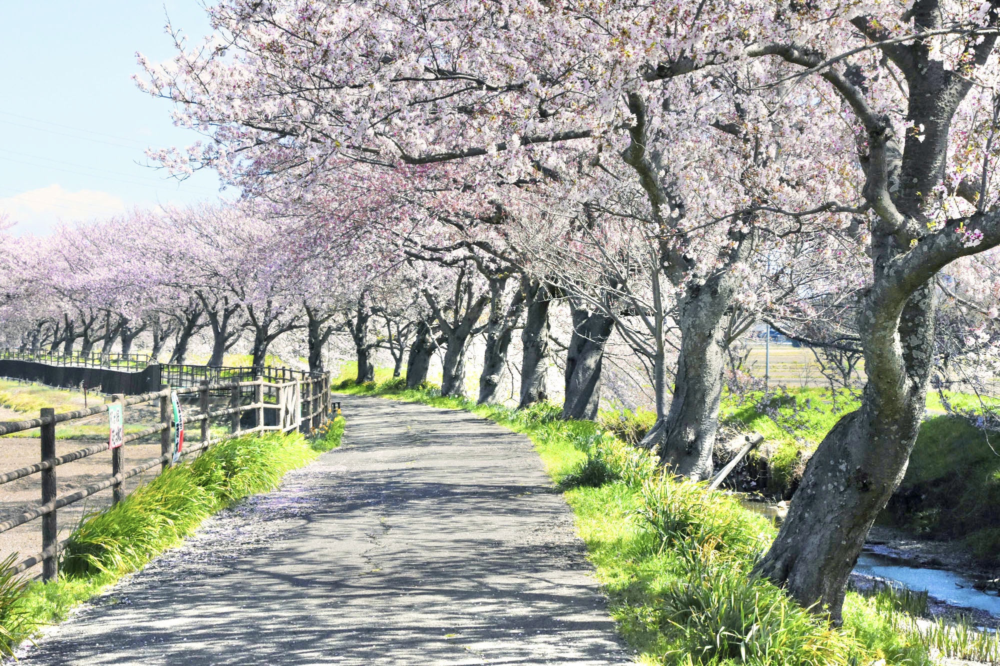 庄内領悪水路沿い