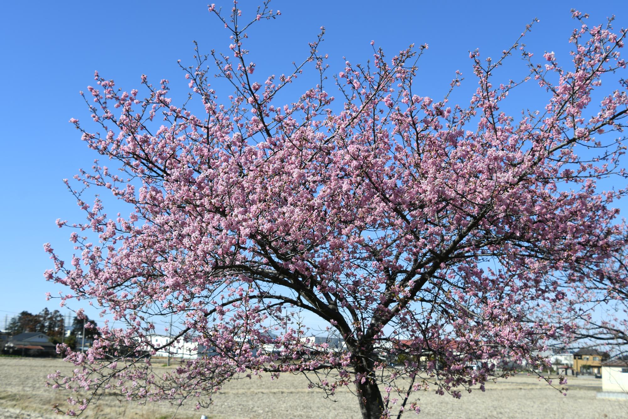 河津桜の木