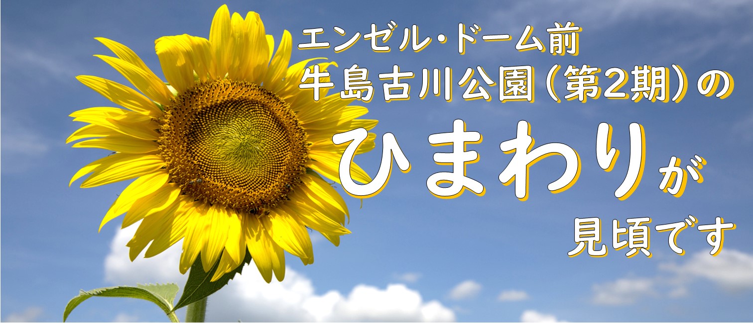 ひまわりが見頃