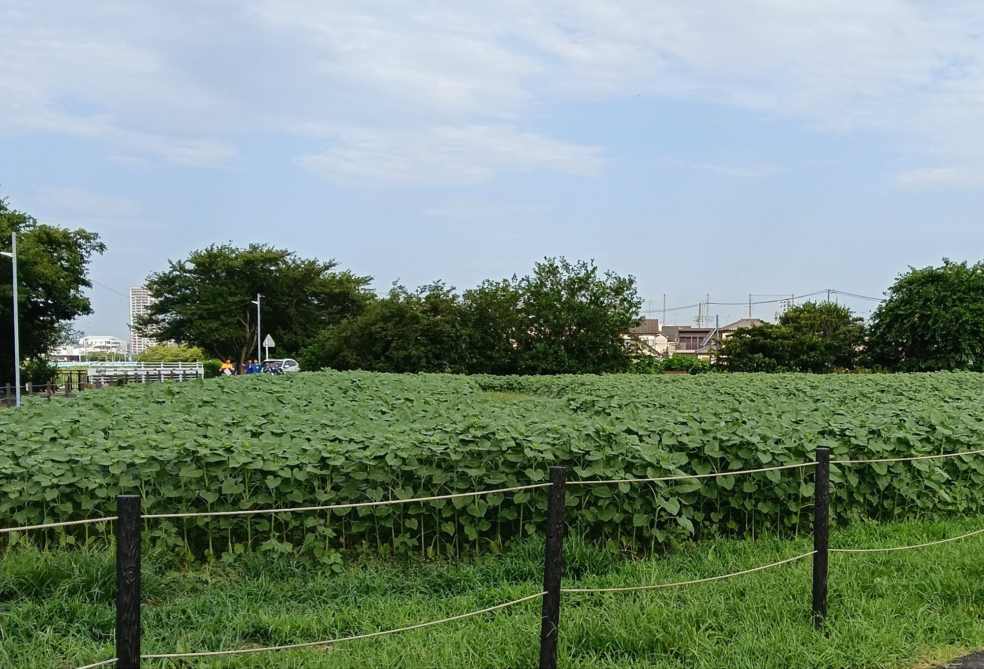 7月30日時点の開花状況
