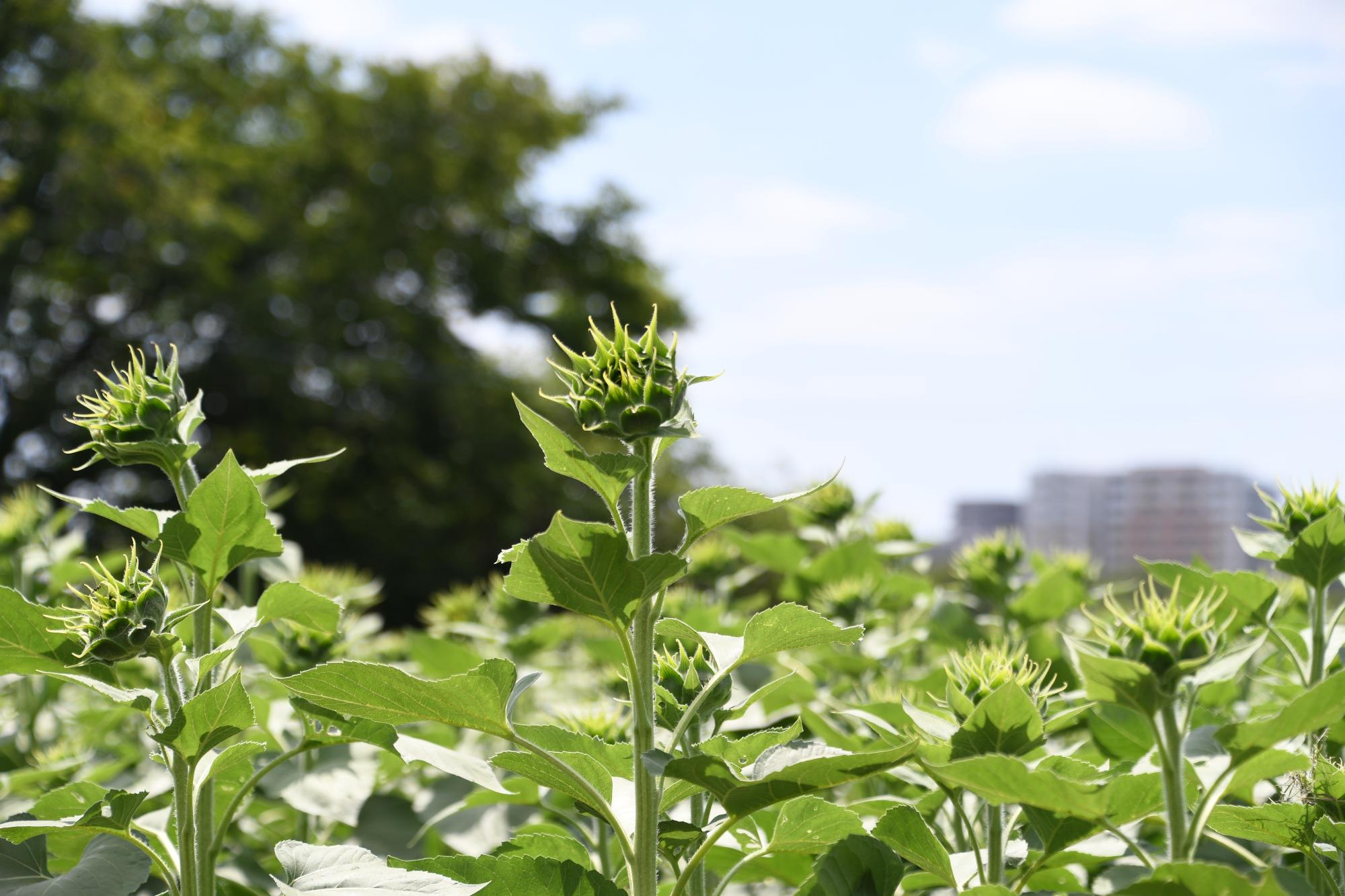 ひまわりは順調に生育が進み、つぼみが大きく育ってきました。現在は開花前ですが、開花まであと少しです。