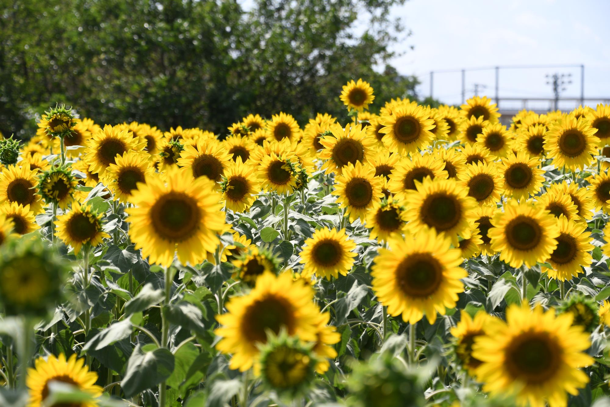 ひまわりの開花状況