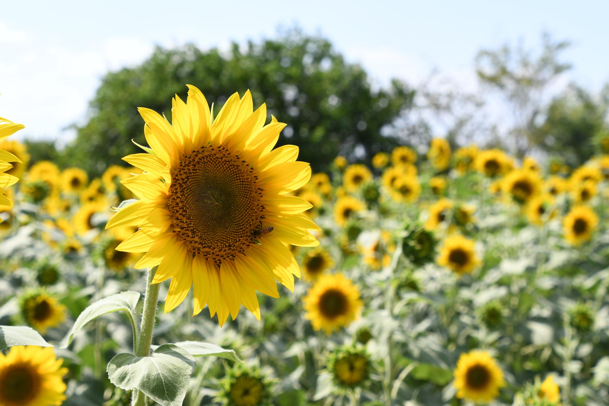 ひまわりの開花が進んでいます