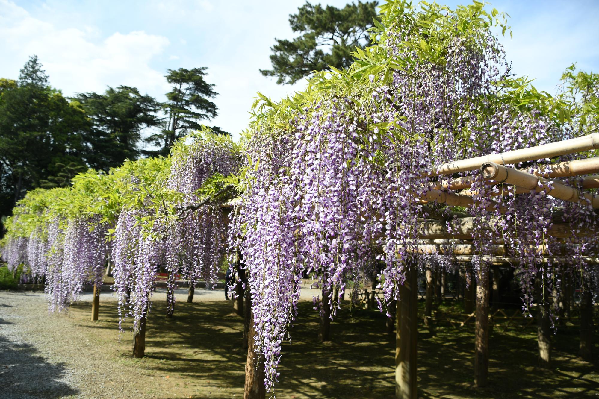 牛島の藤「藤花園」