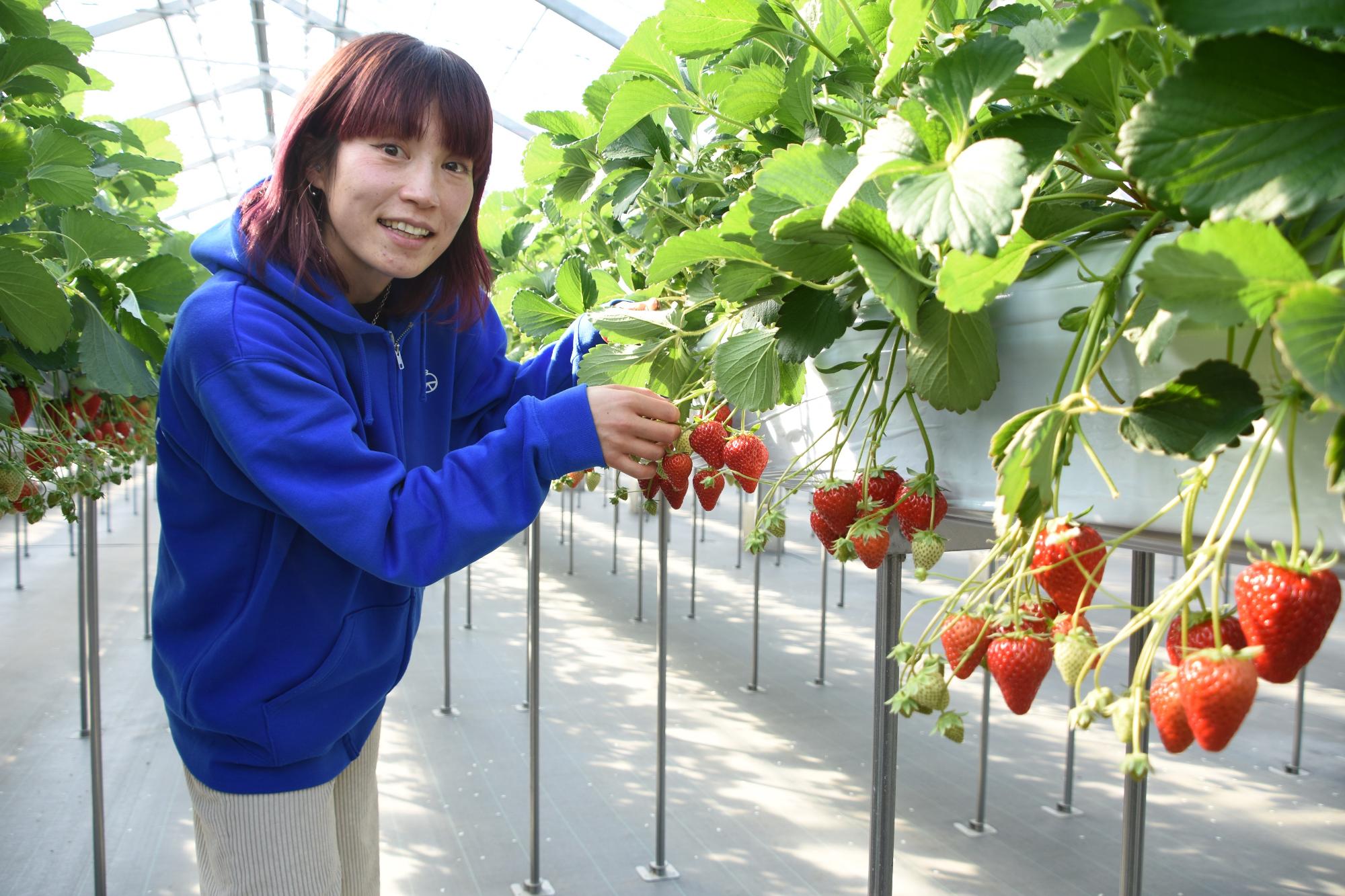 折原果樹園生産者