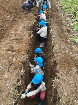 大きな穴に入って太ごぼう掘り