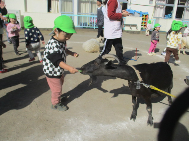 やぎに餌をあげる様子