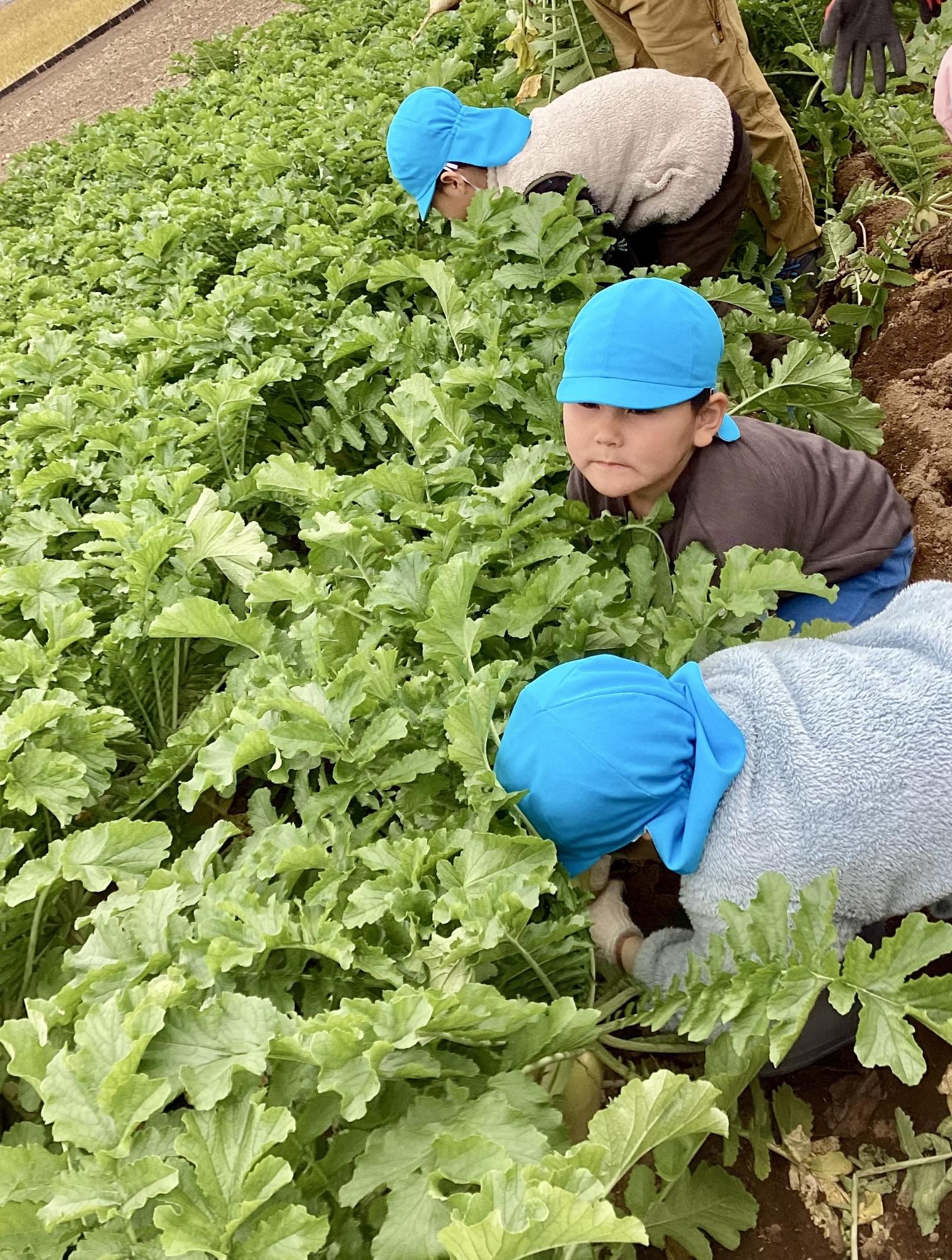力一杯、大根を引っ張っています