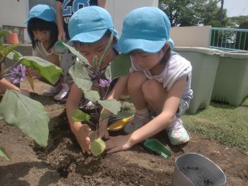 屋外にて水色の帽子をかぶった子供たちが地面の土になすの苗を植えている様子の写真