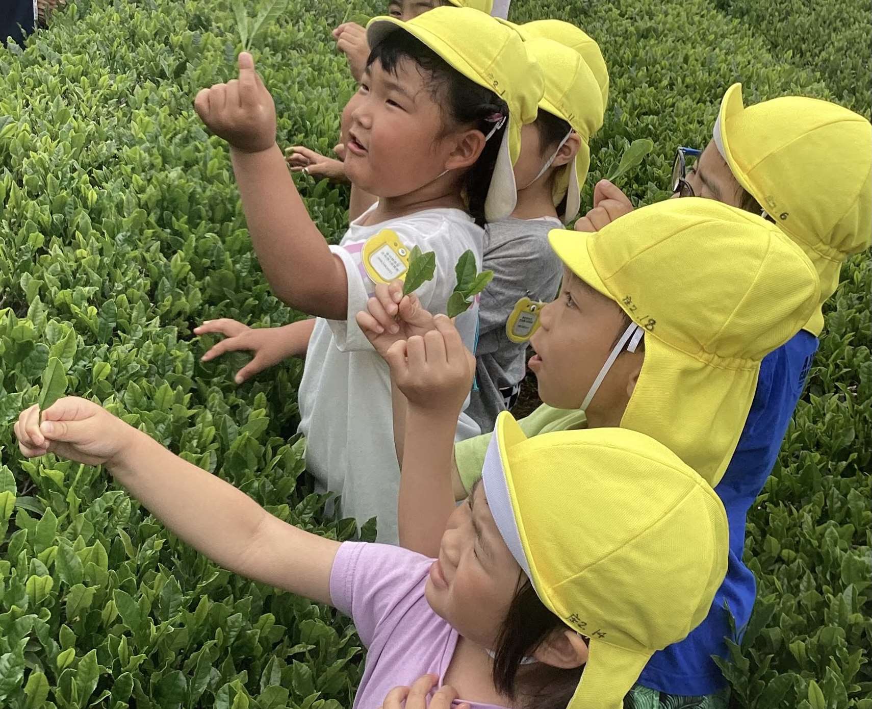 お茶の葉の収穫をしています