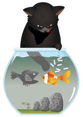 黒猫が淀んだ水槽に手を入れている、ストレス度が高い場合のイメージ