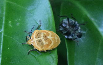 葉の上で脱皮したアカスジキンカメムシとその抜け殻の写真