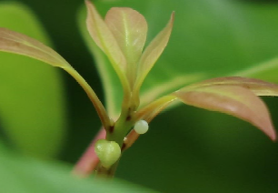 クスノキの若い芽についたアオスジアゲハの卵の写真