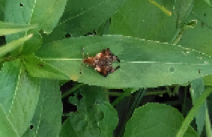 葉の上で体を休ませるアシナガモモブトスカシバの写真