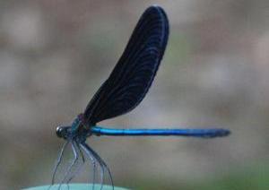 胴体を青く光らせ、葉の上で静止するハグロトンボの写真