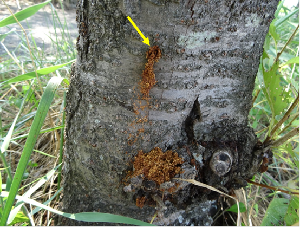 クビアカツヤカミキリに規制された樹木の幹に排出された茶色く細長いフラスの写真