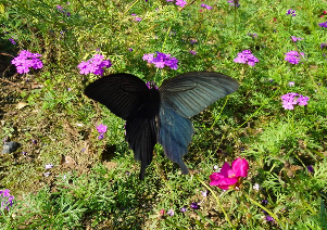 赤紫色の松葉ボタンの花にとまるクロアゲハの写真