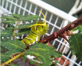 カラタチの枝の上で角を出し威嚇するナミアゲハの幼虫の写真