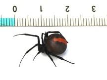 腹部の赤い斑紋が特徴的なセアカゴケグモのメスの横に定規を置いて大きさを示した写真