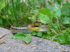 草の茂みに溶け込んでこちらを向いているシマヘビの写真