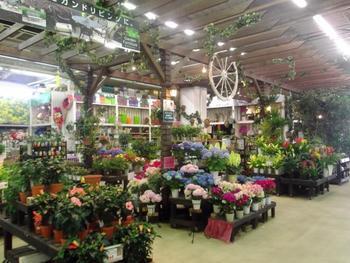 様々な種類の花や植物が陳列されている園芸コーナーの写真