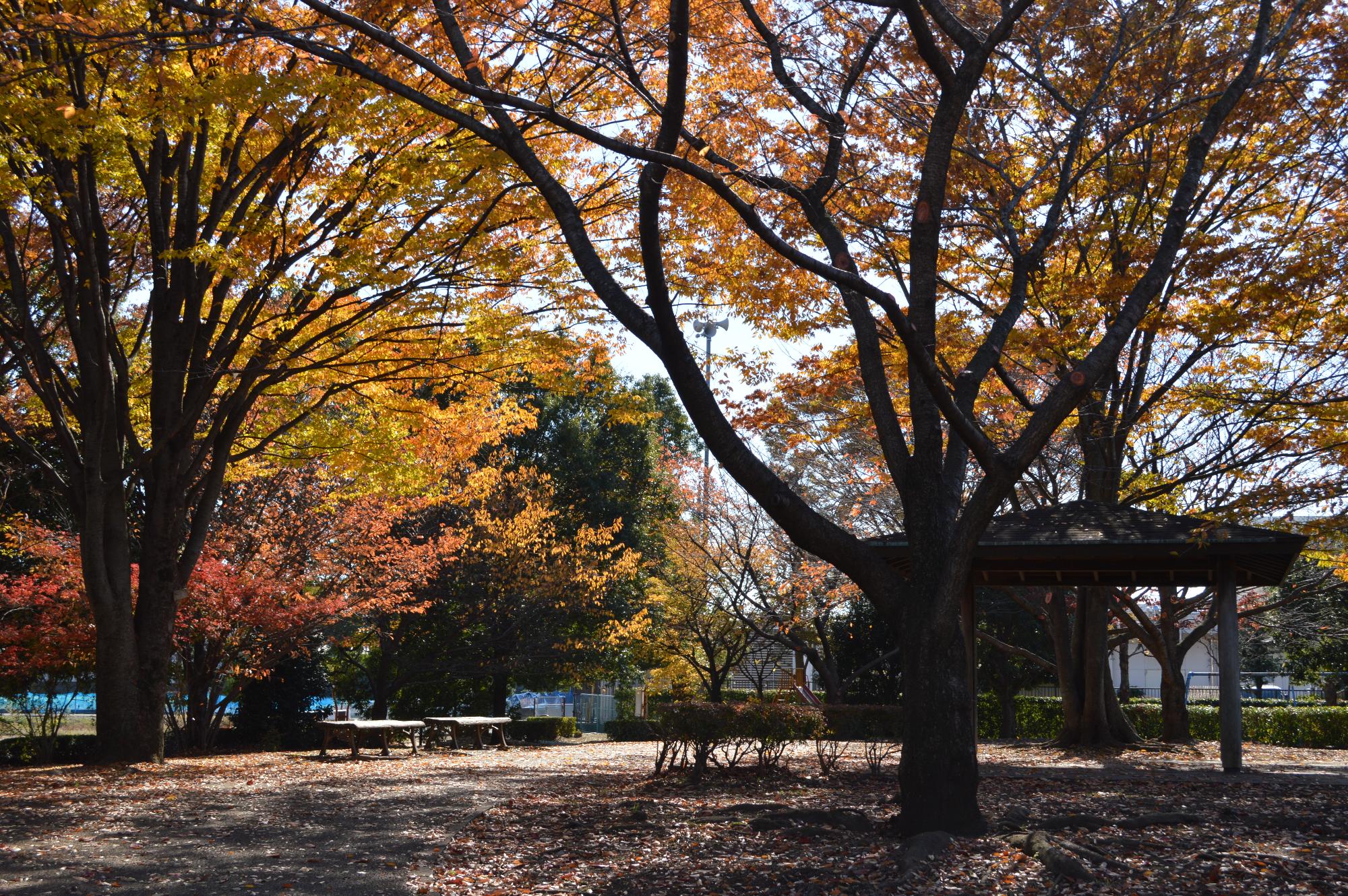 逆光によってくっきりと映る桜のシルエット