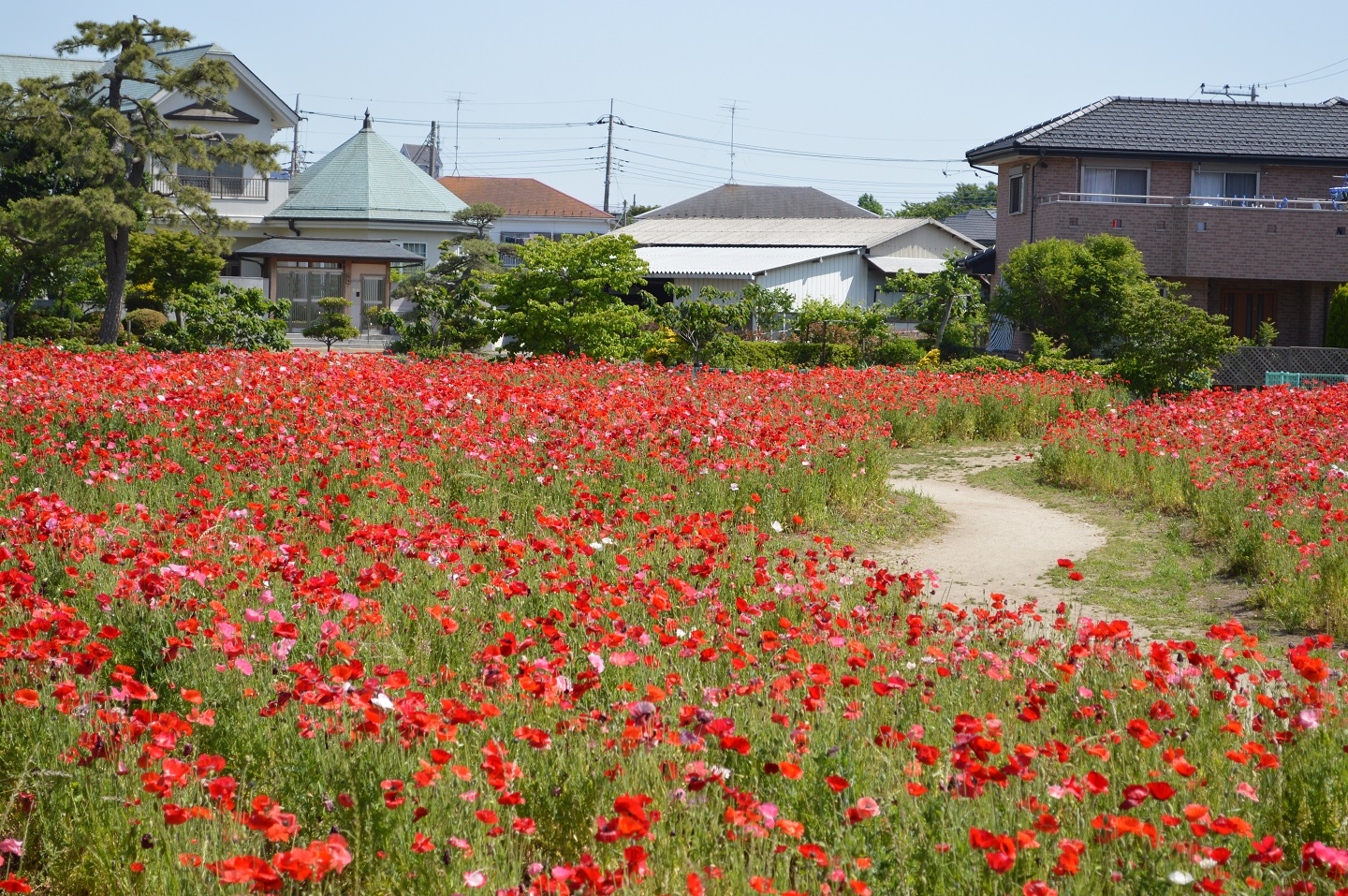 赤いポピーが広場一面に咲きわたる花畑の写真